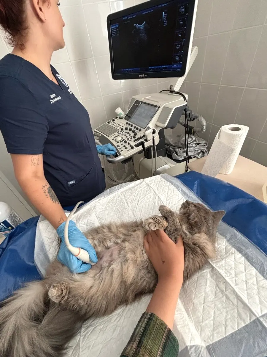 Ветеринар проводит УЗИ коту в кабинете